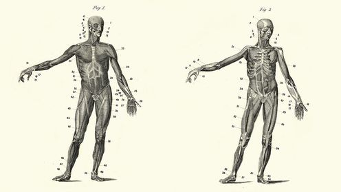 El renacimiento del arte anatómico: de la escultura a la ciencia